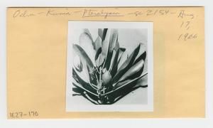 [Pteralyxia in Hawaii, envelope IE27-170]