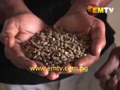 Daulo District Committed to Revive Run Down Coffee Plantations