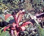 Lote. Used in women's costumes. "Red" leaf with "yellow" accent.