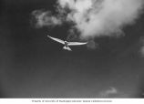 Tern flying over Bogombogo Island, summer 1964