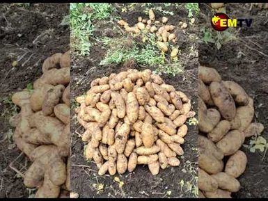 FARM PROMOTES VARIETIES
