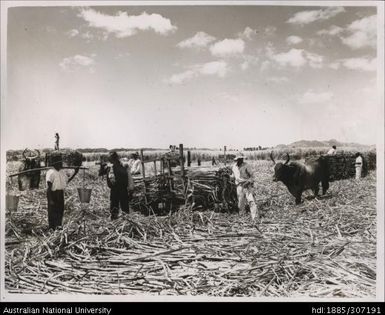 Farmers loading harvested cane onto cane trucks