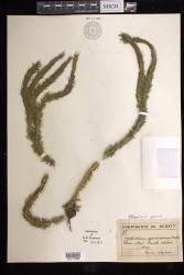 Phlegmariurus squarrosus