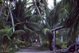 Village scene showing pathway amidst coconut palms, Rongelap Island, August 24, 1964