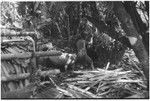 Pig festival, pig sacrifice, Tsembaga: man raises club to kill pig, in ancestral shrine