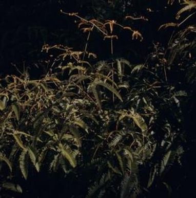 [Dicranopteris emarginata from Kona, United States]