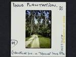 Insu plantation