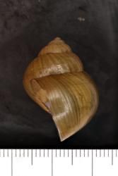 Viviparus; ingallsiana
