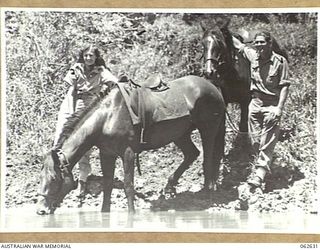 NEW GUINEA. 1944-01-02. NX122982 SERGEANT K. MORGAN (RIGHT) AND QFX40766 PRIVATE M. ECCLES, AUSTRALIAN WOMEN'S ARMY SERVICE WATERING THEIR HORSES DURING A RIDE OUT FROM THEIR CAMP ON THE UNIT REST ..