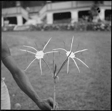 Two spidery flowers held by a man in Chinnery's garden, Malaguna Road, New Guinea, ca. 1936 / Sarah Chinnery