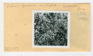 [Sesuvium in Hawaii, envelope IE27-257]