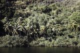 French Polynesia, jungle forest on water's edge