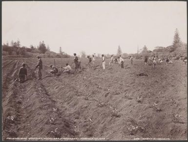 Melanesians weeding kumeras at St. Barnabas, Norfolk Island, 1906 / J.W. Beattie