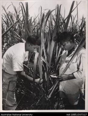 Field Officer and farmer inspecting cane