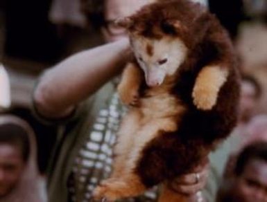 [Tree kangaroo in Morobe, Papua New Guinea]