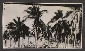 [View of Palm Trees at Bay, #2]