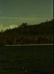 Shoreline coconut stand, eastern Papua, [Papua New Guinea, 1964?]