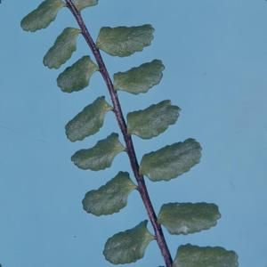 [Asplenium trichomanoides close-up from Mauna Loa, United States]