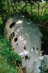 WWII Fighter Remains, Rural Santo 1 of 2