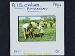 AIS [Australian Illawarra Shorthorn] calves, Port Moresby, 1964