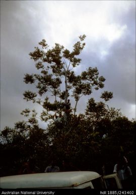 People sitting in the tree