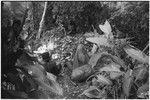 Pig festival, pig sacrifice, Tsembaga: people beside large pile of yams, pitpit, greens and other food