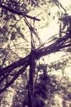 A spring trap for marsupials