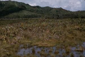 [Landscape with bog in Wahiawa Bay, United States]
