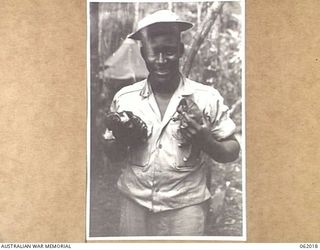 DREGER HARBOUR, NEW GUINEA. 1943-12-06. PRIVATE R. C. JONES OF ARLAMNSAS, USA, AND OF THE 870TH UNITES STATES AVIATION ENGINEER BATTALION PROUDLY DISPLAYS THE NEW BORN PUPPIES OF "MAGGIE", THE UNIT ..