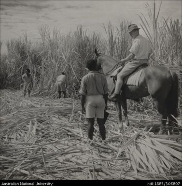 Field Officers inspecting cane crop