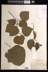 Macaranga involucrata var. involucrata