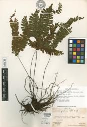 Adiantum glabrum