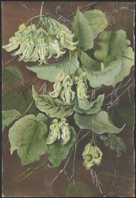 Mucuna gigantea (Willd.) DC., family Fabaceae, Papua New Guinea, 1916? / Ellis Rowan