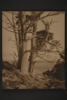 [Cypress trees - Point Lobos, Carmel-by-the-Sea]