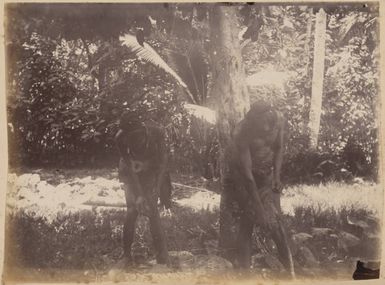 Skinning coconuts, 1886