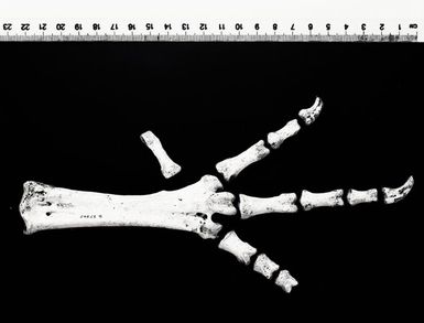 Fossil remains of the giant megapode Megavitiornis altirostris