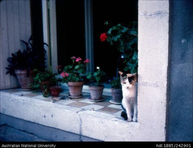 Cat on a window ledge