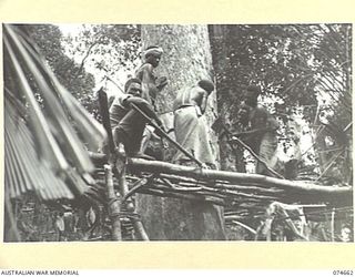 LAE-NADZAB, NEW GUINEA. 1944-07-19. AUSTRALIAN NEW GUINEA ADMINISTRATIVE UNIT NATIVES FELLING A LARGE TREE. THIS TREE WILL THEN BE CUT INTO LENGTHS AND TRANSPORTED TO THE SAWMILL, OPERATED BY THE ..