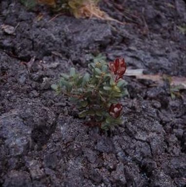 [Metrosideros at Kilauea, United States]