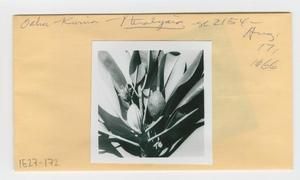 [Pteralyxia in Hawaii, envelope IE27-172]