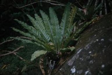 [Asplenium nidus on Kauai Island, United States]