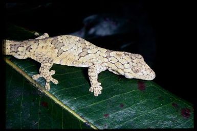 Gecko sp.