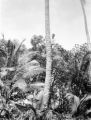 Avarua (Cook Islands), man climbing coconut tree
