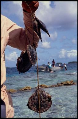 Chaplet of pearl shells, Cook Islands