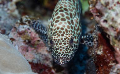 Epinephelus merra (Dwarf Spotted Grouper) at Namuka Island, Fiji during the 2017 South West Pacific Expedition.