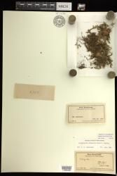 Selaginella arbuscula