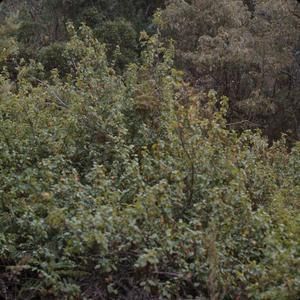 [Geranium arboreum in Polipoli Spring State Recreation Area, United States]