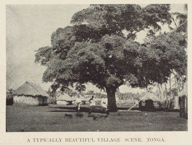 A typically beautiful village scene, Tonga