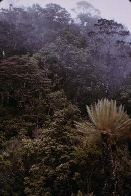 [Cyathea tree fern in Papua New Guinea]