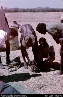 Men holding an echidna